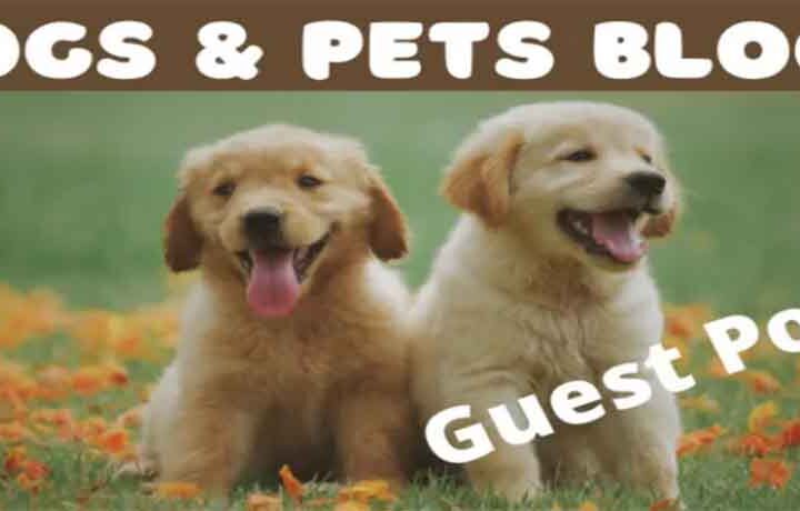 Pets Blogs That Accept Guest Posts